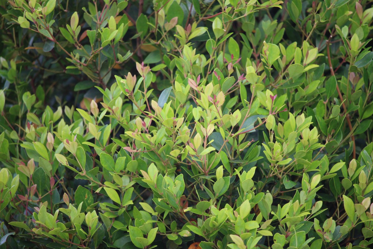 Syzygium spathulatum Thwaites